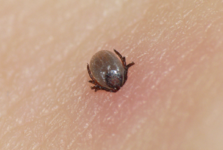 Výskyty nemocí způsobených klíšťaty letos ve Středočeském kraji narostly. Experti varují, že bude hůř Výskyty nemocí způsobených klíšťaty letos ve Středočeském kraji narostly. Experti varují, že bude hůř